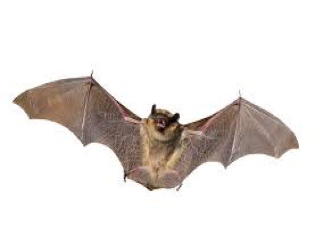 Pasted Graphi Ultra_sound_systeem_tegen_ratten_muizen_vleermuizen_chauvesourris 77